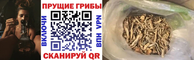 ссылка на мегу сайт Светлогорск Галлюциногенные грибы GOLDEN TEACHER